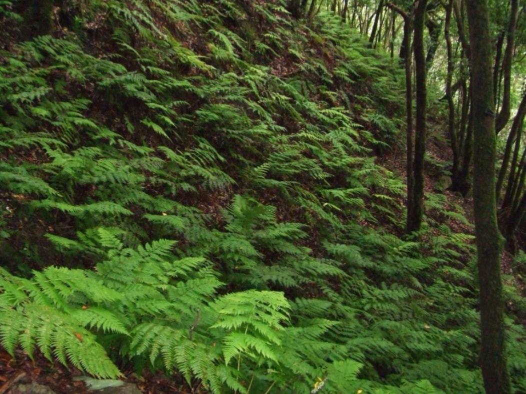 Casa Del Cu Bano B- Biosphere Reserve Санта-Крус-де-Тенерифе Экстерьер фото